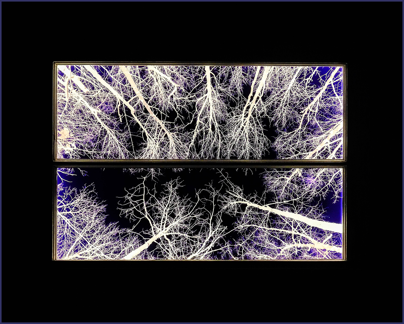 Birch Trees window Lightbox by Rufuss lit at night.  